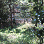 ඔසු උයන මැද පිහිටි බුදු මැදුර